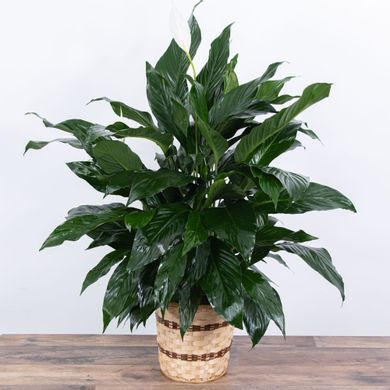 Medium Peace Lily Plant